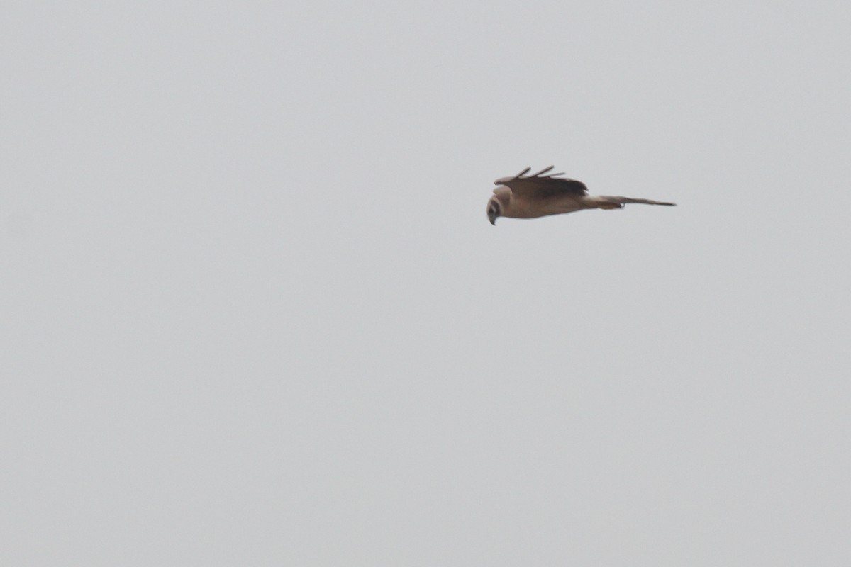 Pallid Harrier - ML85999811