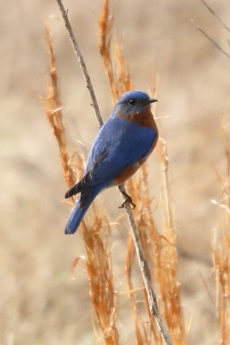 Eastern Bluebird - ML86000391