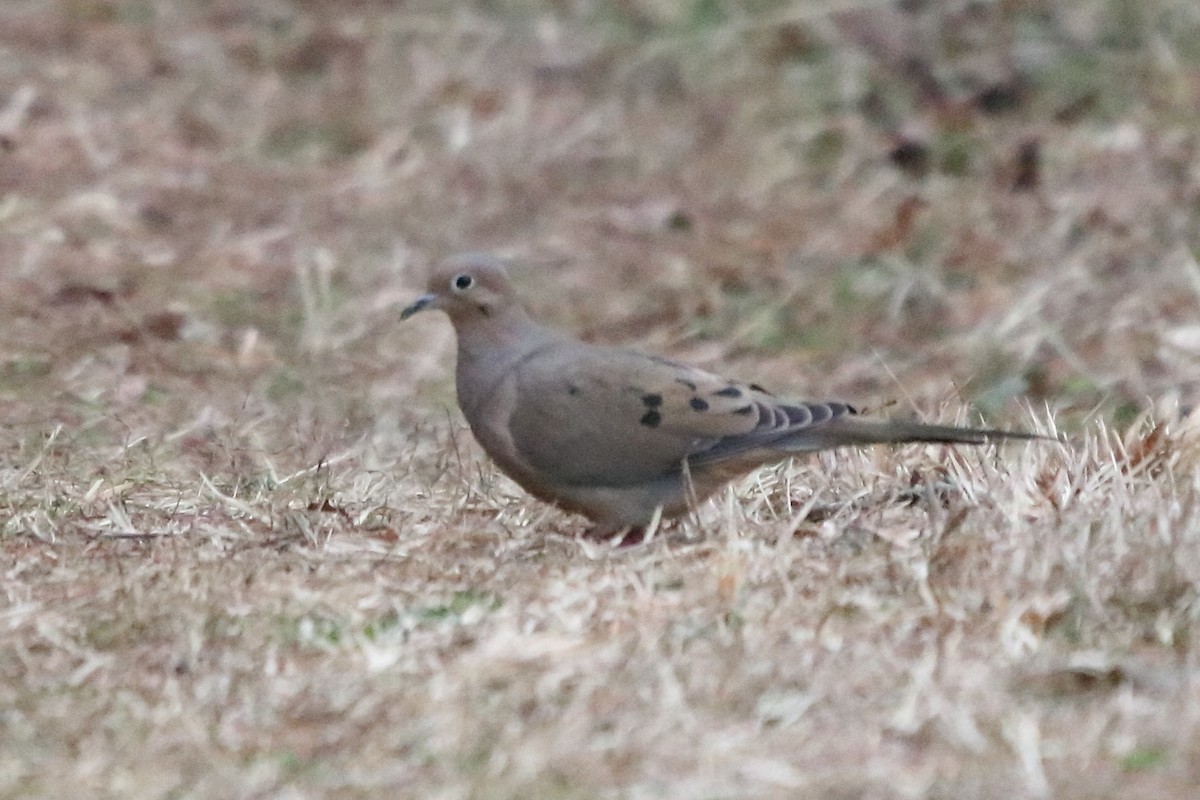 Mourning Dove - ML86000591