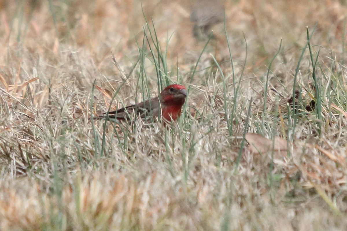 House Finch - ML86000711