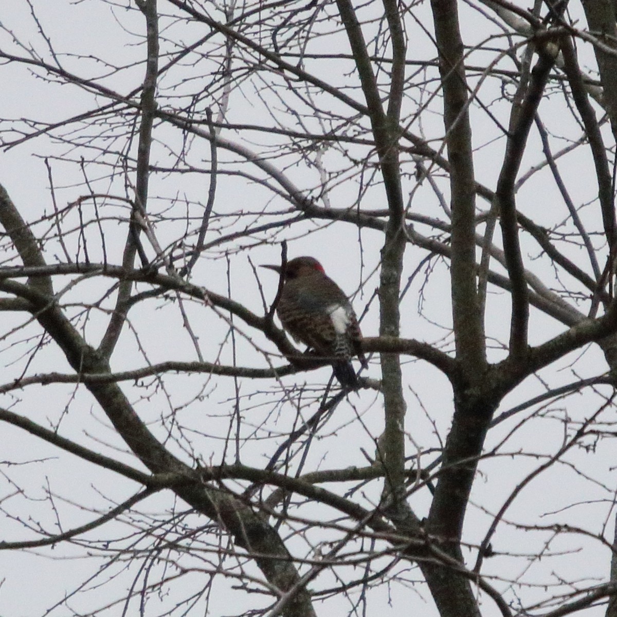 Northern Flicker - ML86000781