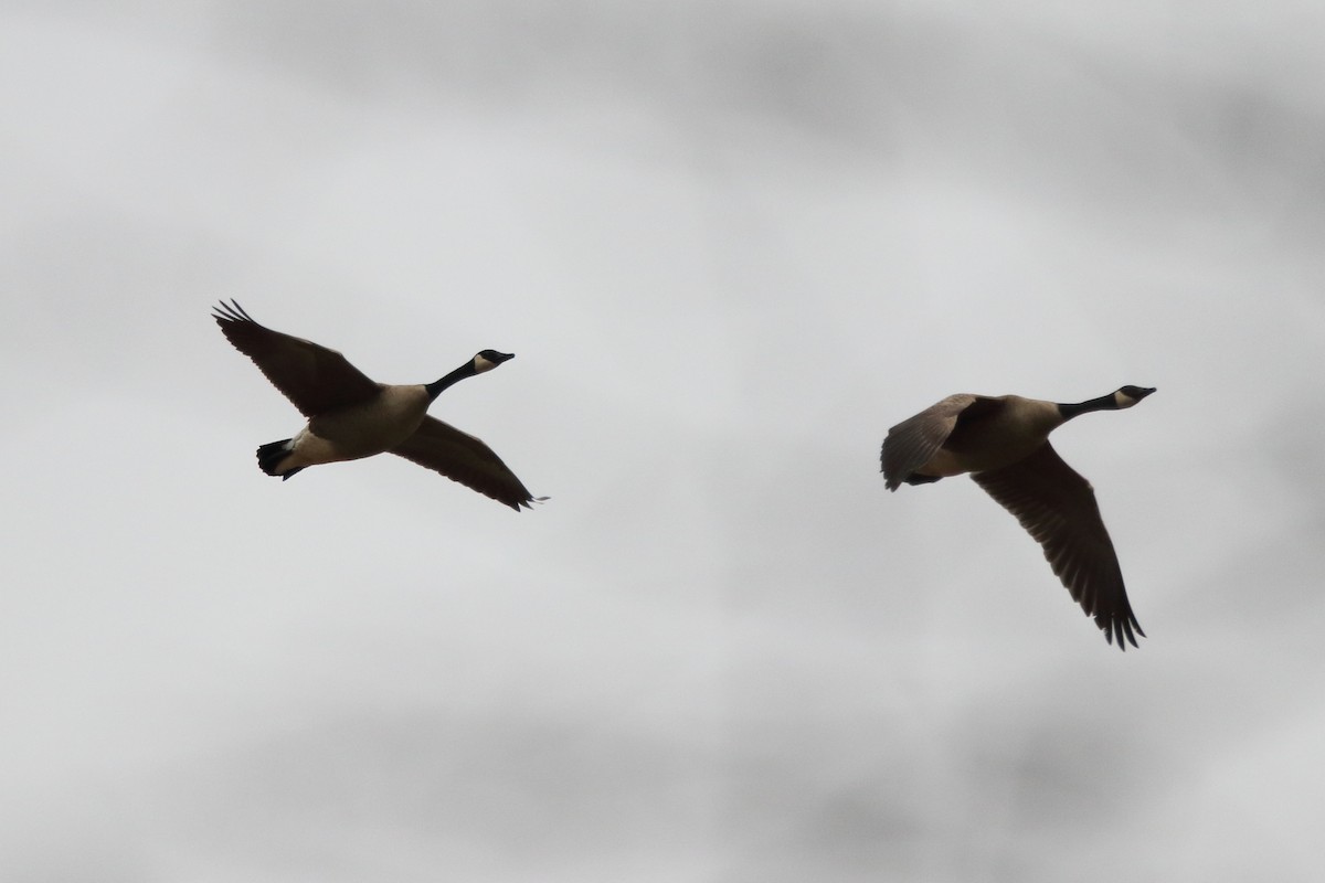 Canada Goose - ML86001171