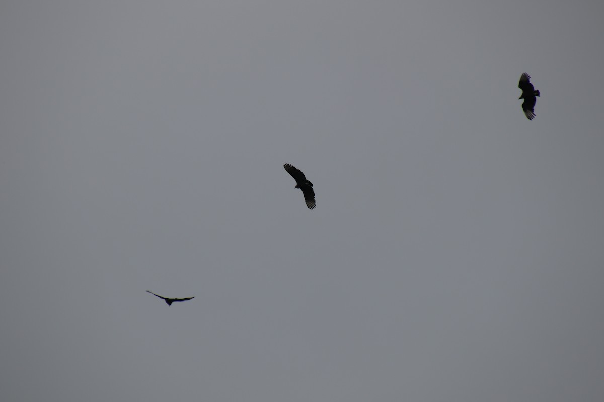 Black Vulture - ML86001281