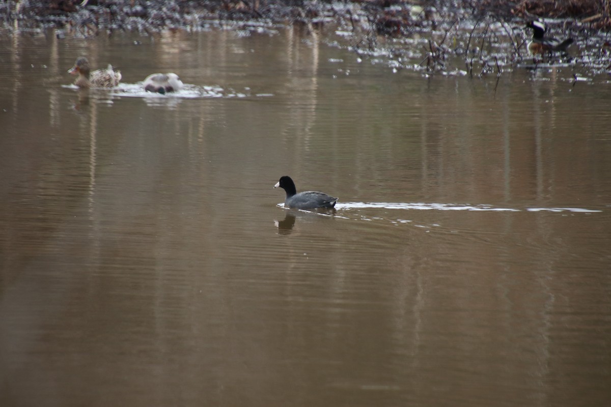 American Coot - ML86001361