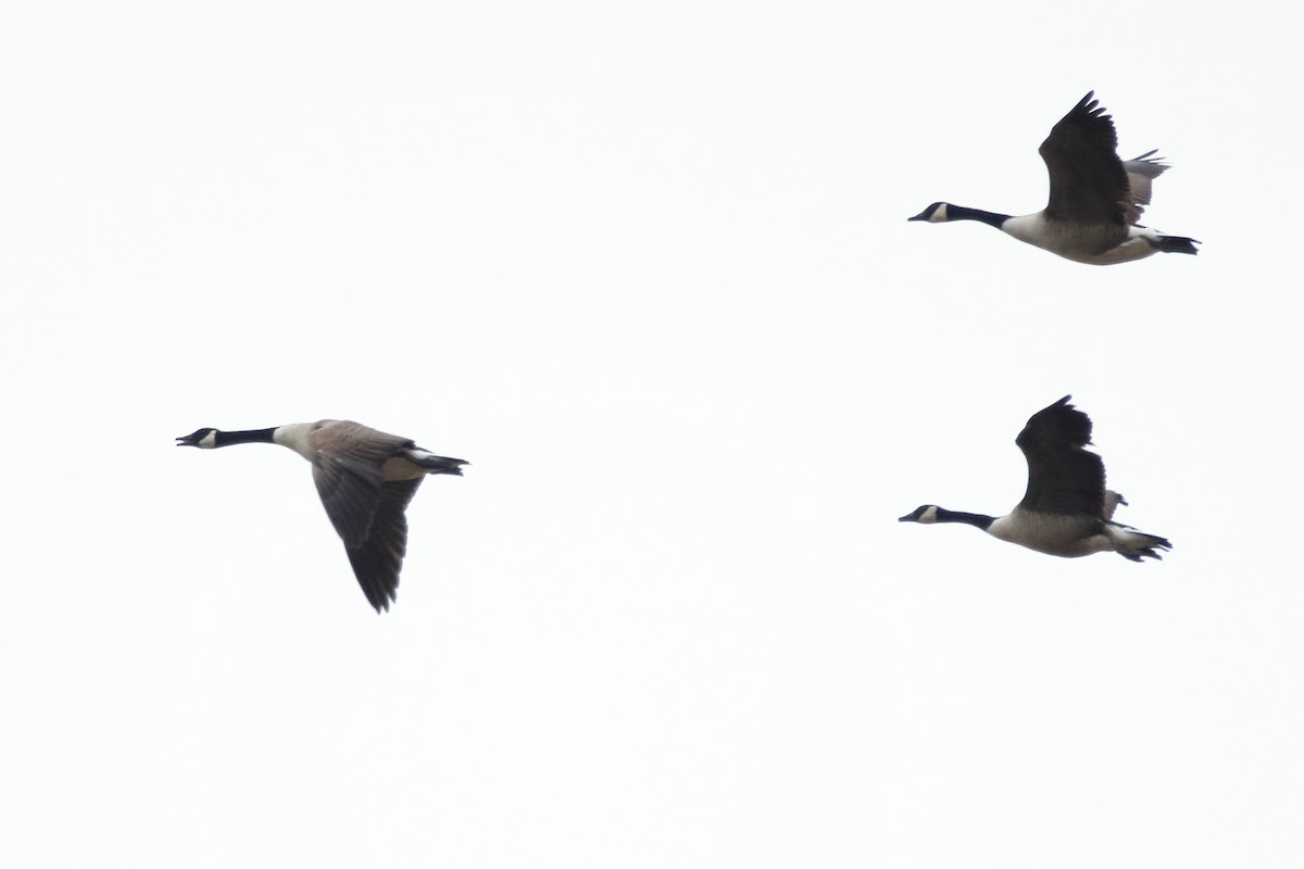 Canada Goose - ML86001491