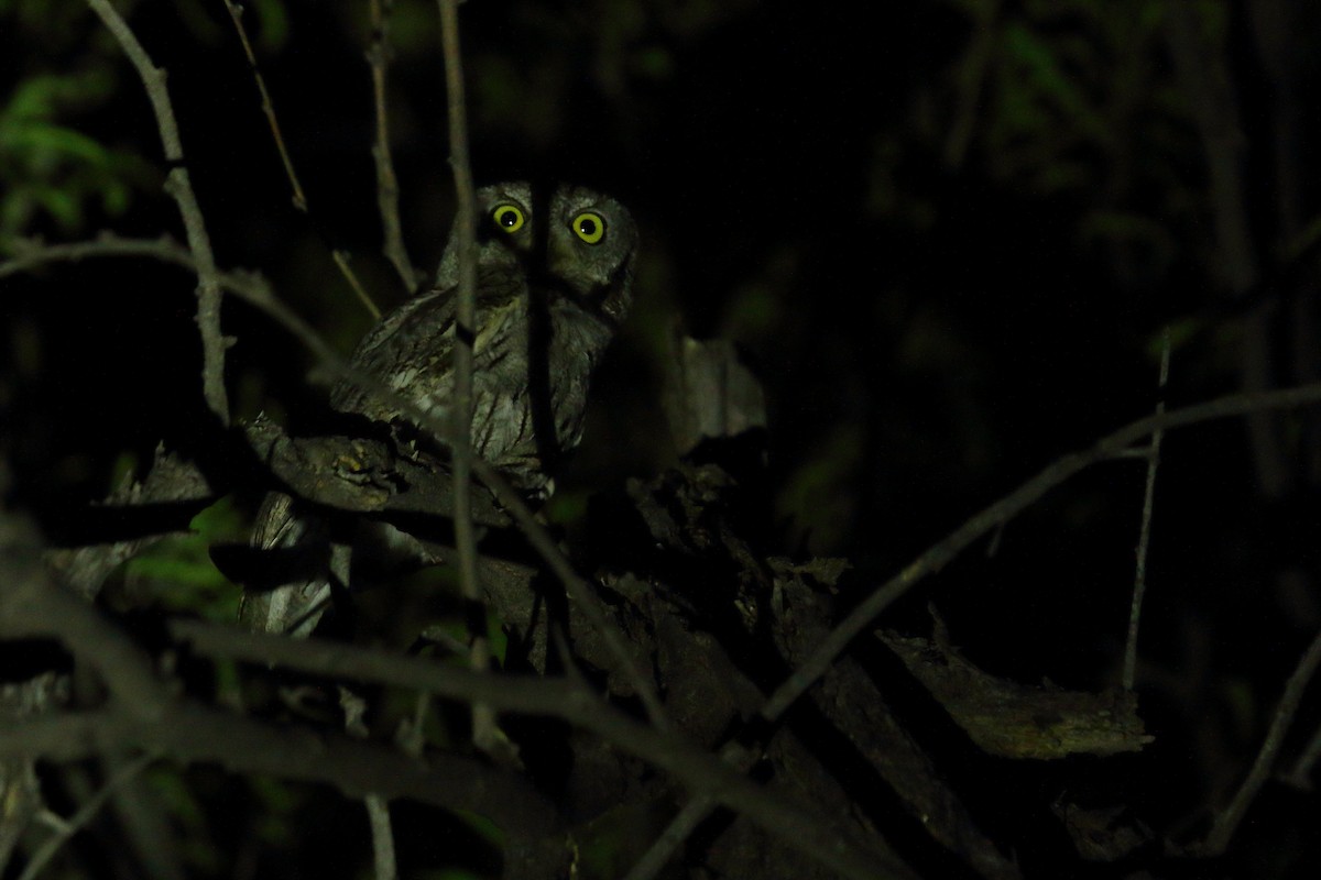 Western Screech-Owl - Shawn Miller