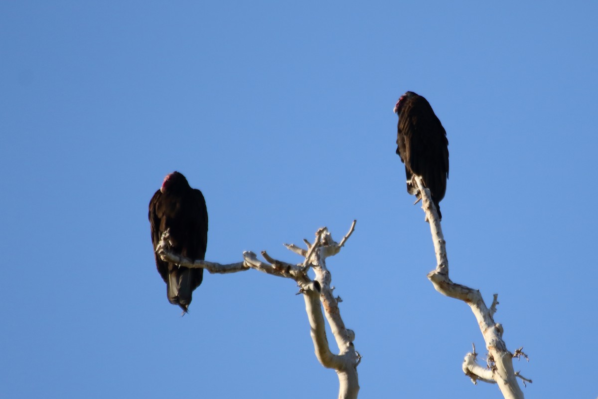 Turkey Vulture - ML86001701