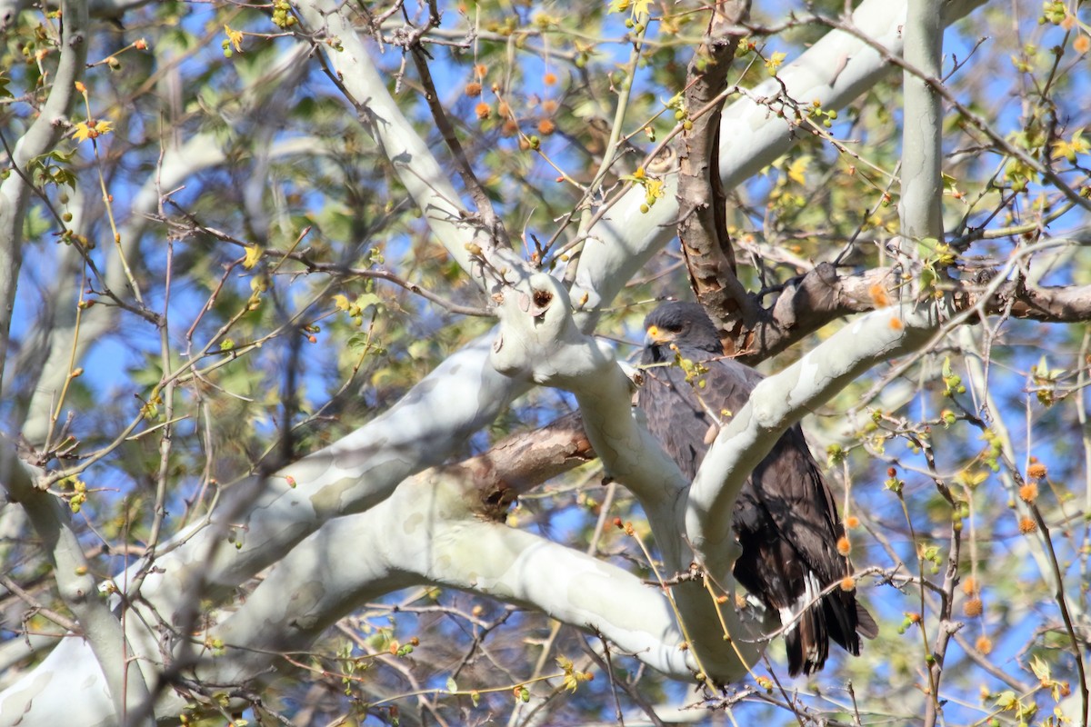 Common Black Hawk - Shawn Miller