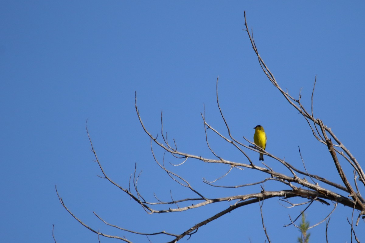 Lesser Goldfinch - ML86001801