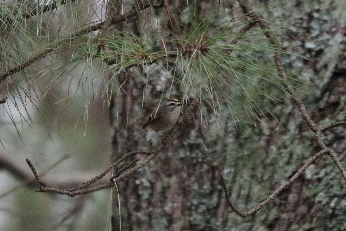 Golden-crowned Kinglet - ML86001891