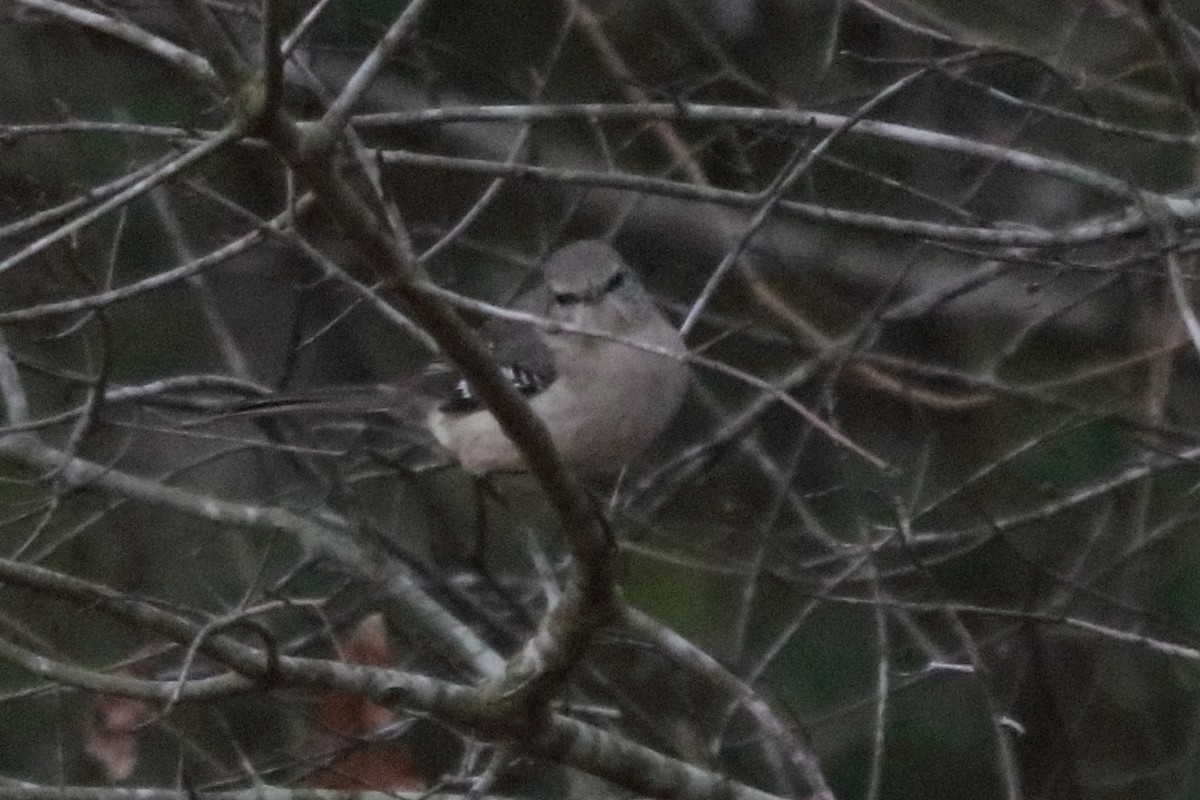Northern Mockingbird - ML86002061