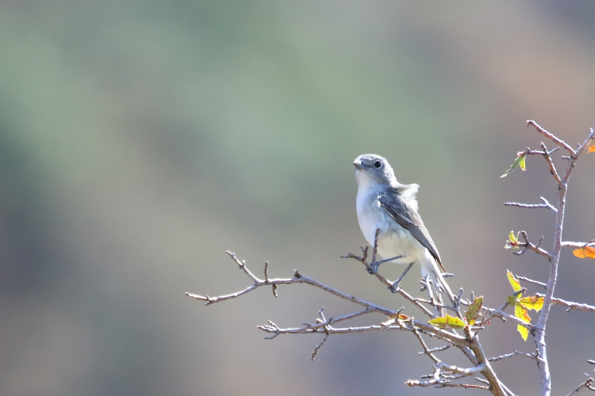 Gray Vireo - Shawn Miller