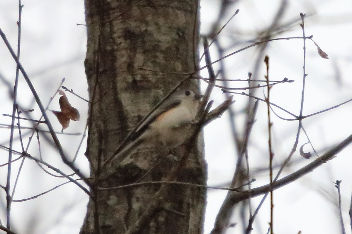 Tufted Titmouse - ML86002531