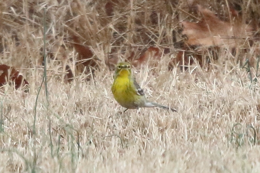 Pine Warbler - ML86002601