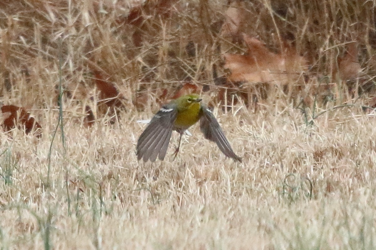 Pine Warbler - ML86002661