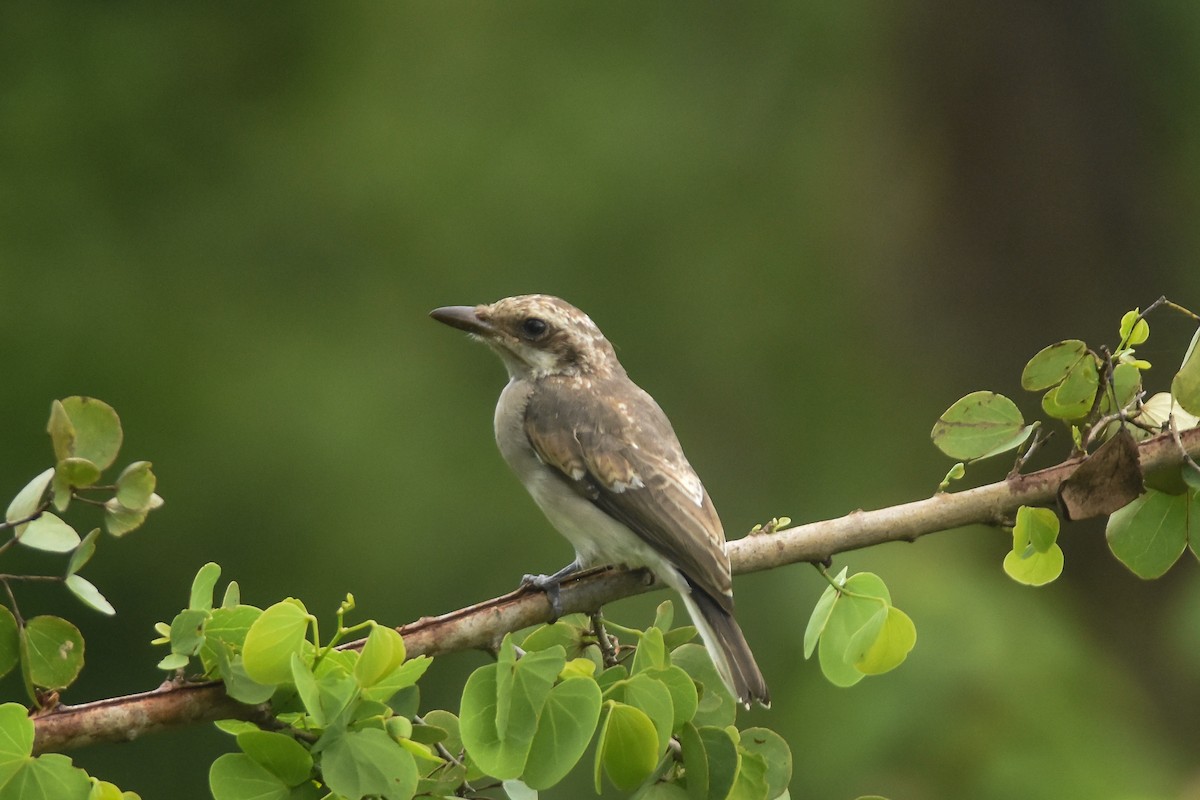 Sri Lanka Woodshrike - ML86003481