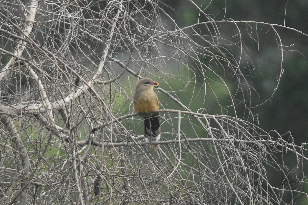 Sirkeer Malkoha - Daniele Mitchell