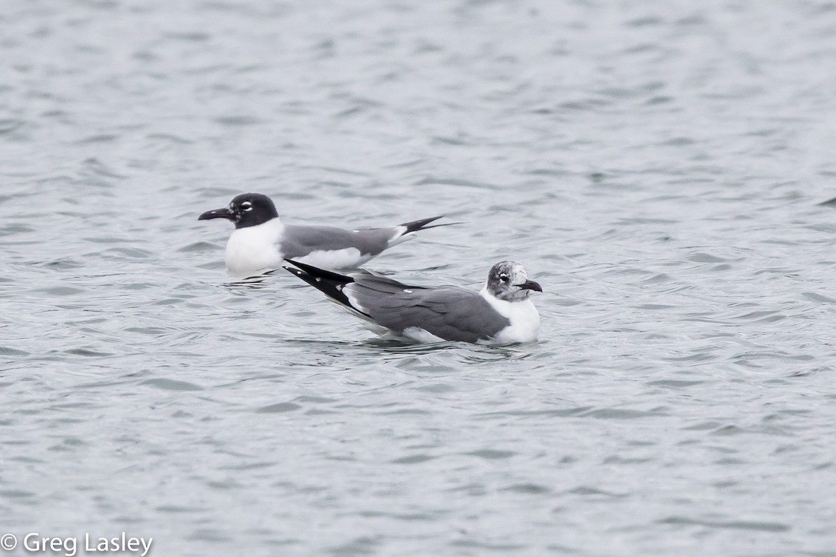 Laughing Gull - ML86003841