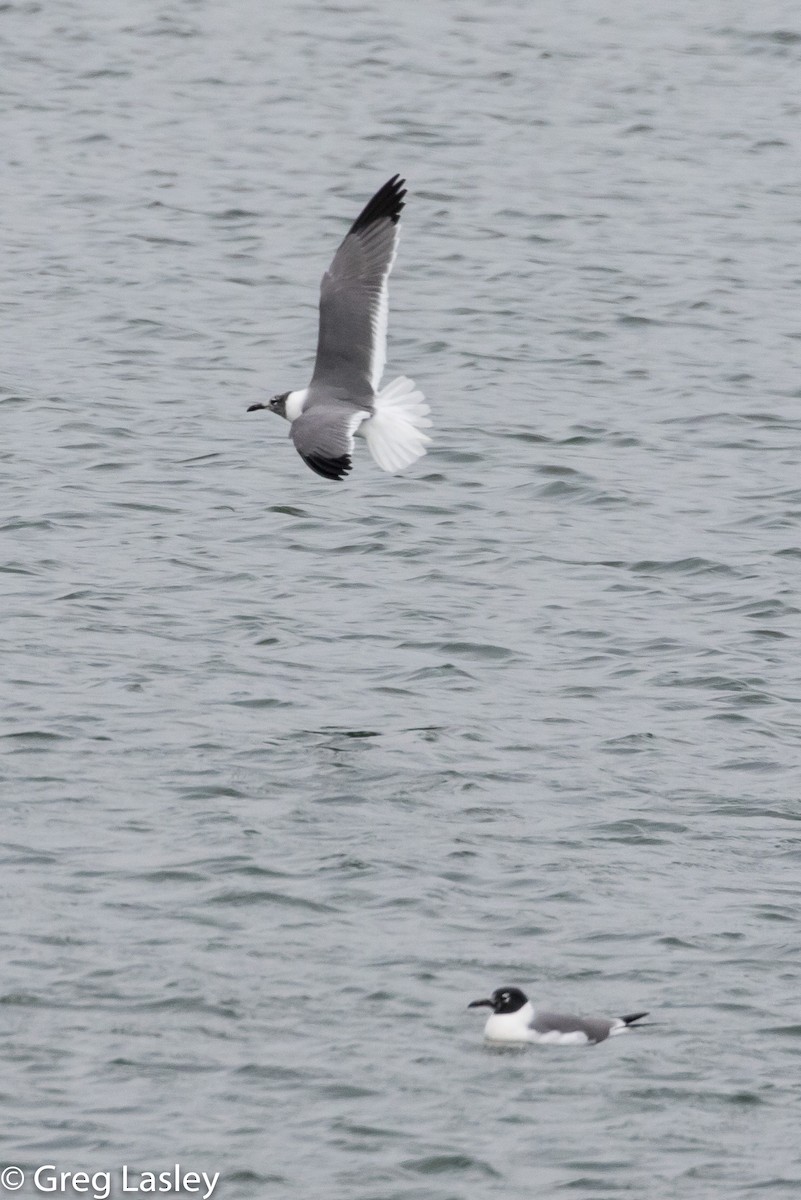 Laughing Gull - ML86003851