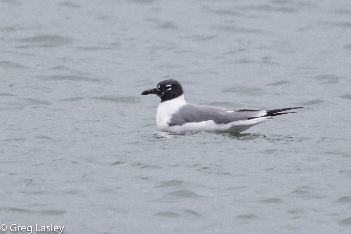 Laughing Gull - ML86003861