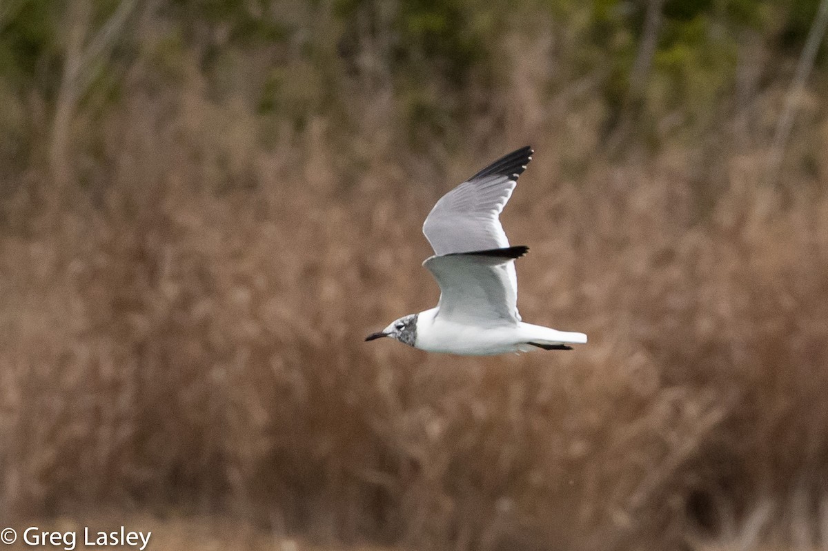 Laughing Gull - ML86003871