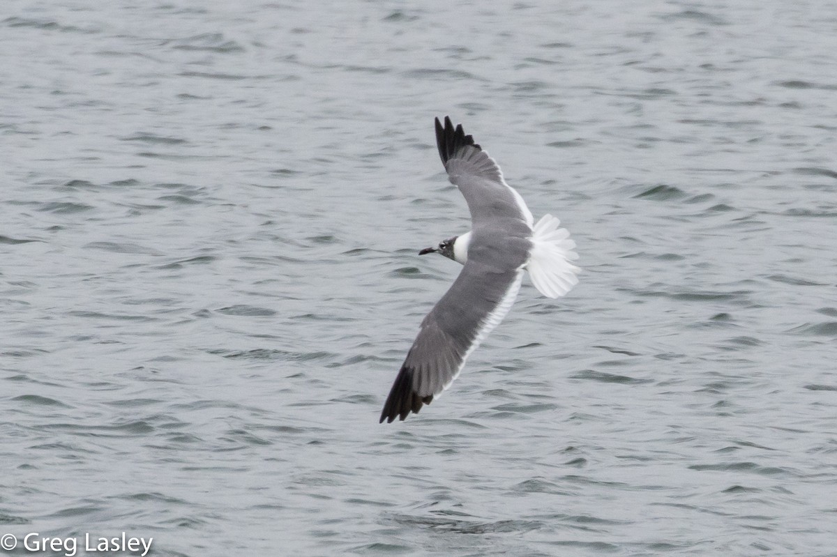 Laughing Gull - ML86003881