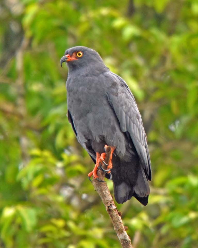 Slender-billed Kite - Tini & Jacob Wijpkema