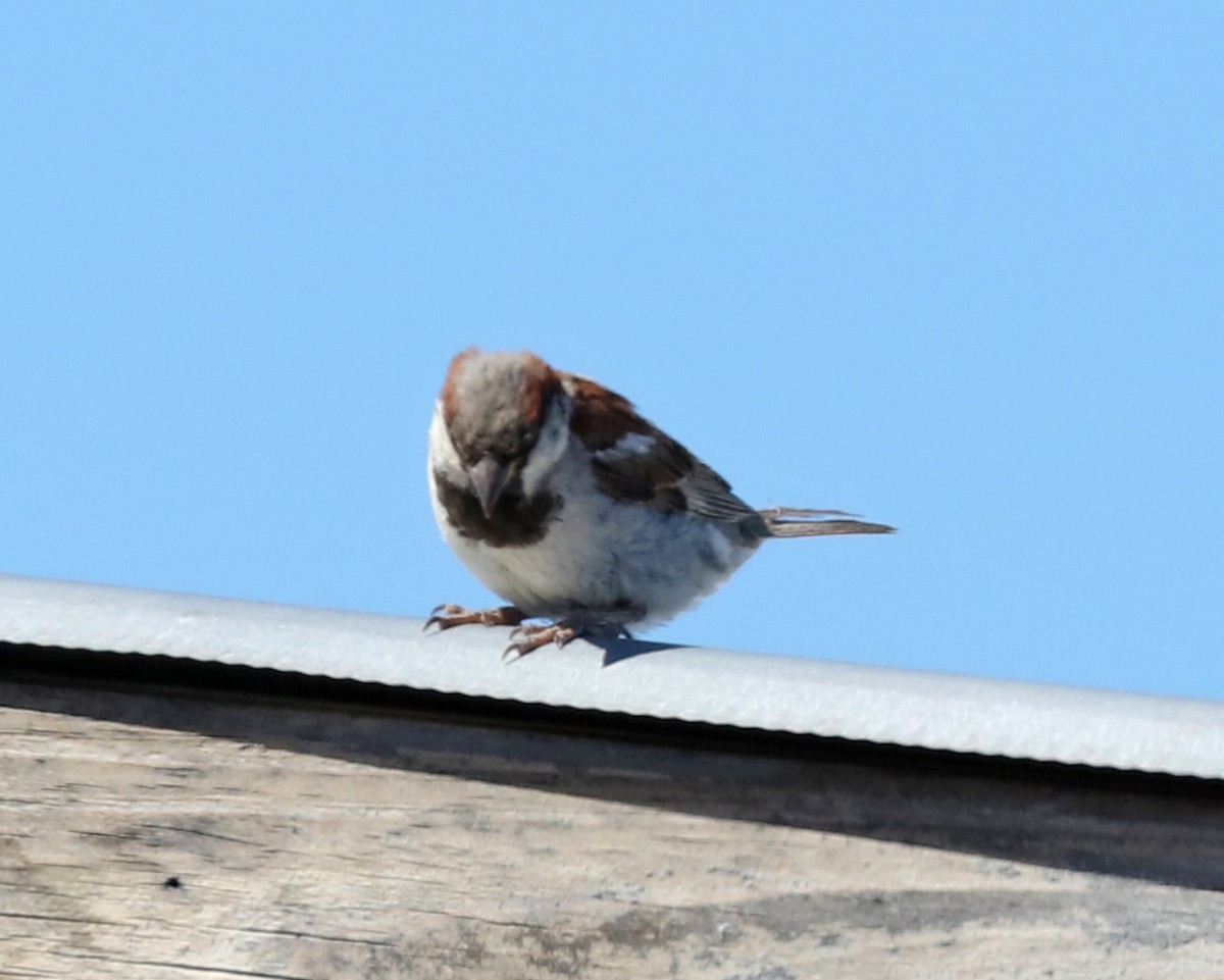 House Sparrow - John Bruin