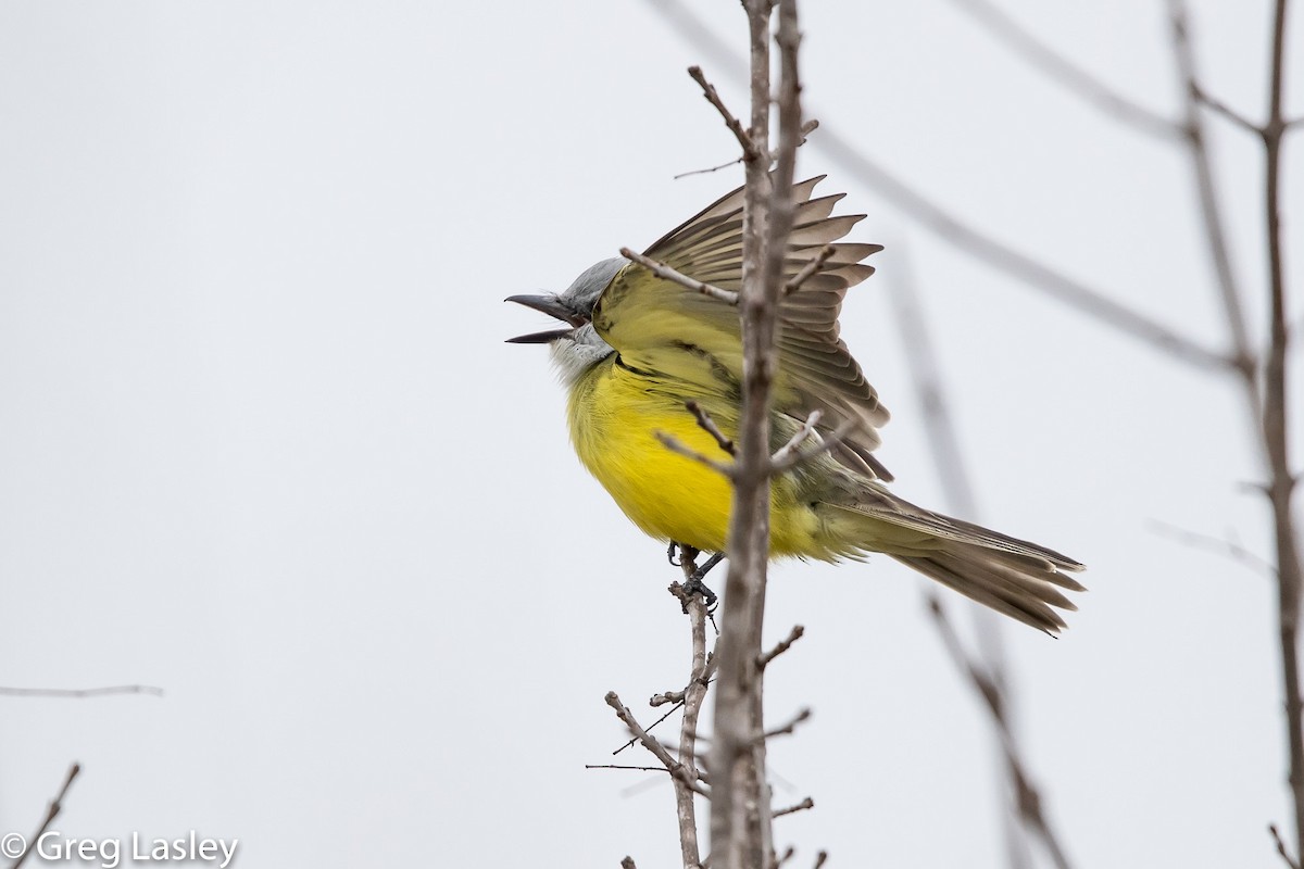Couch's Kingbird - Greg Lasley