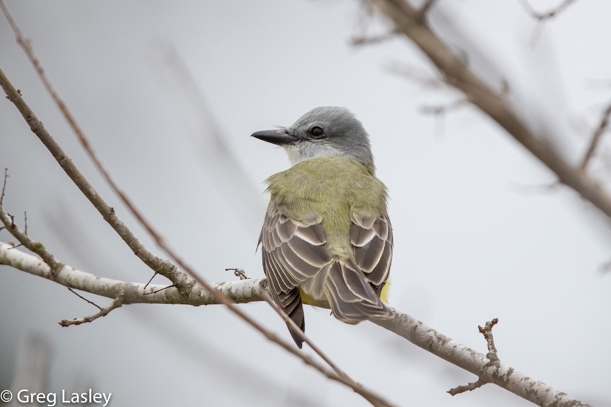 Couch's Kingbird - ML86004841