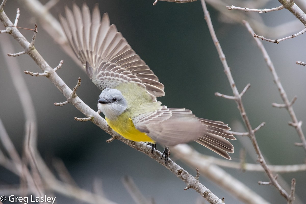 Couch's Kingbird - Greg Lasley
