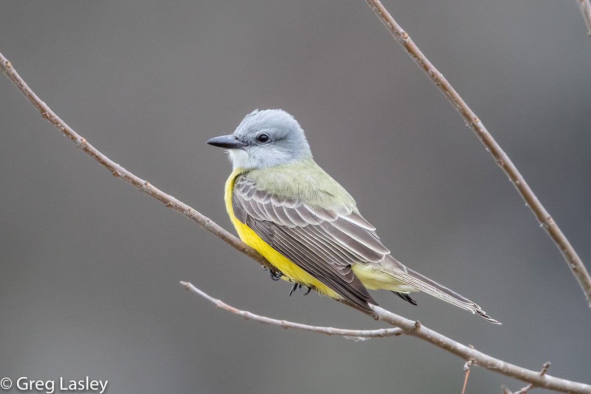 Couch's Kingbird - ML86004861
