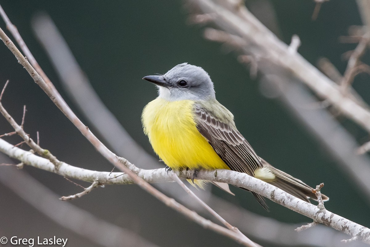 Couch's Kingbird - ML86004871