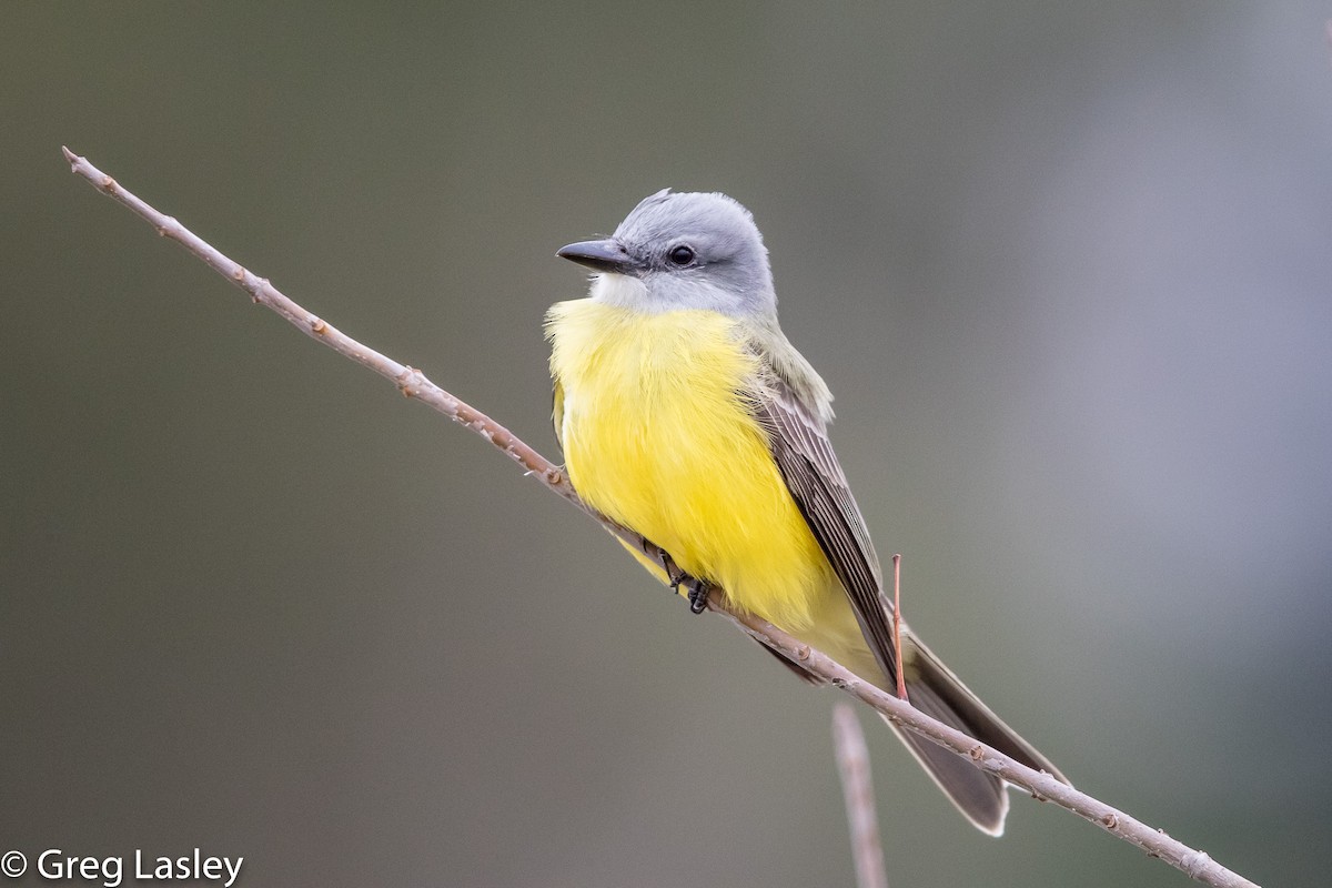 Couch's Kingbird - ML86004881