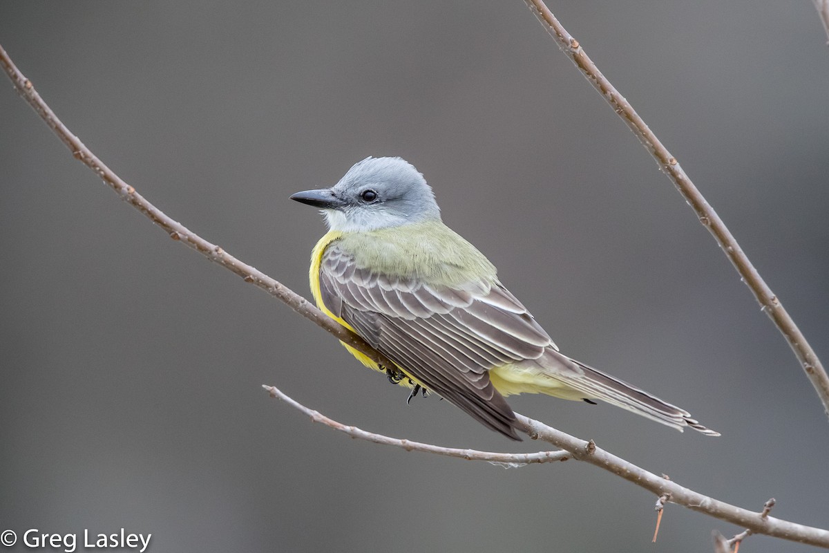 Couch's Kingbird - ML86004891