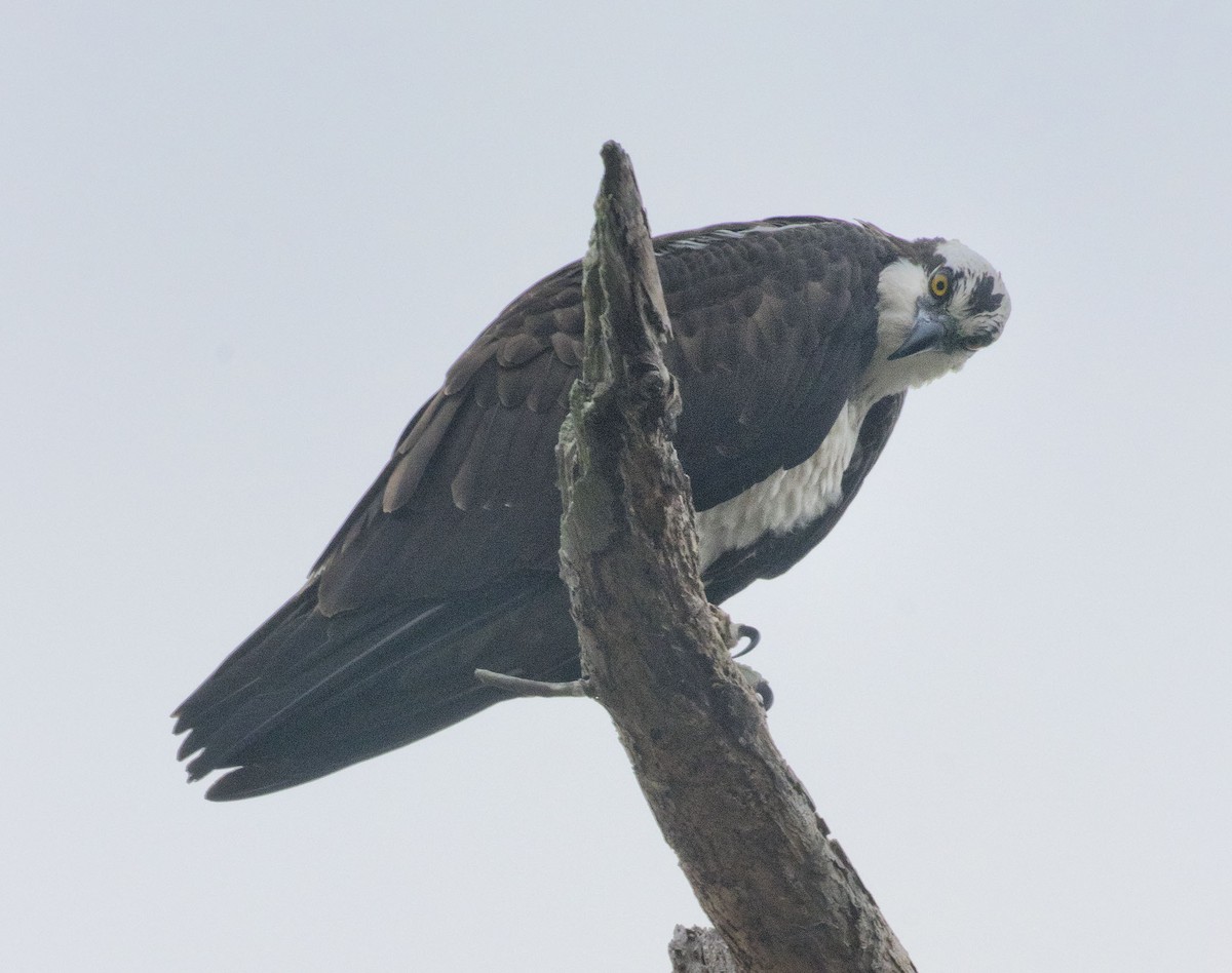 Osprey - Deb Peterson