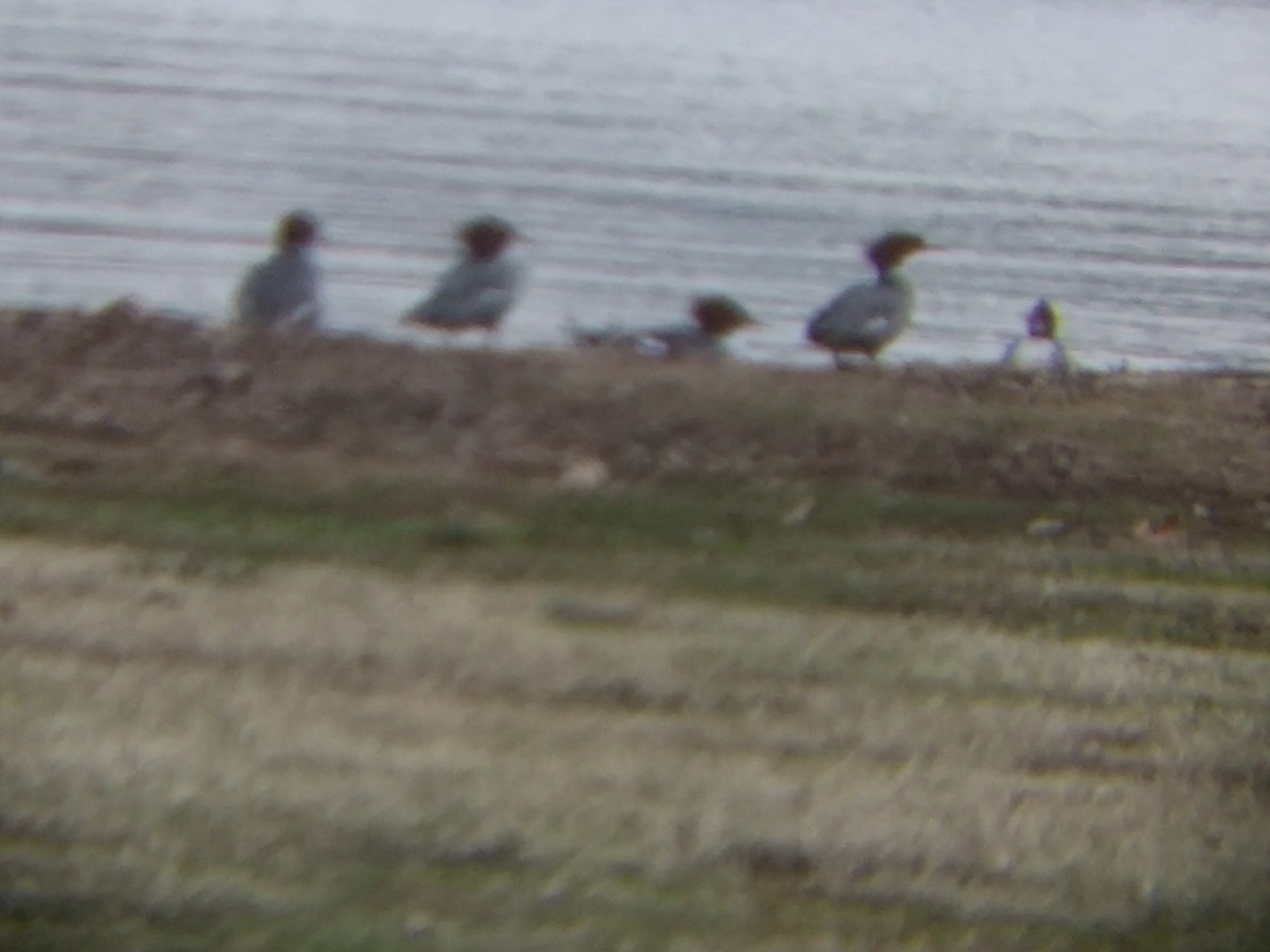 Common Merganser - ML86006641