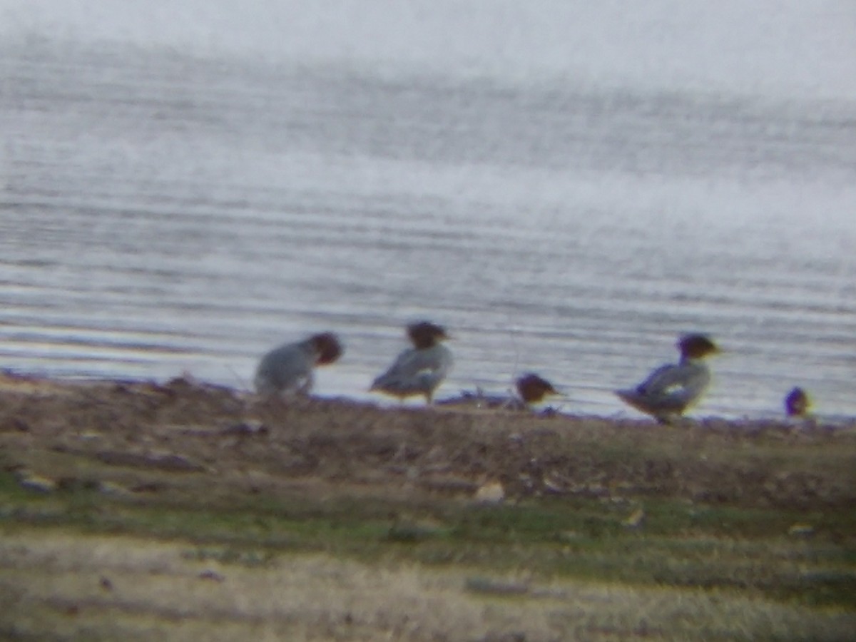 Common Merganser - ML86006761