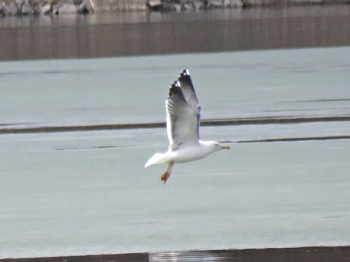 Lesser Black-backed Gull - ML86007041