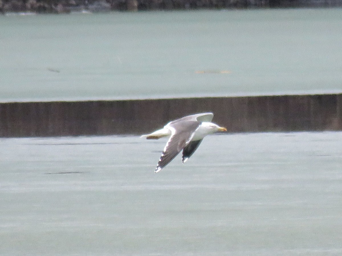 Lesser Black-backed Gull - ML86007061