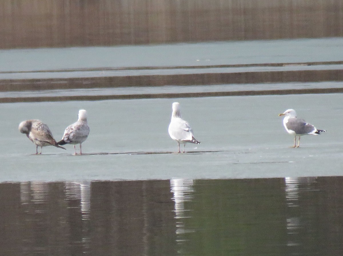 Lesser Black-backed Gull - ML86007081