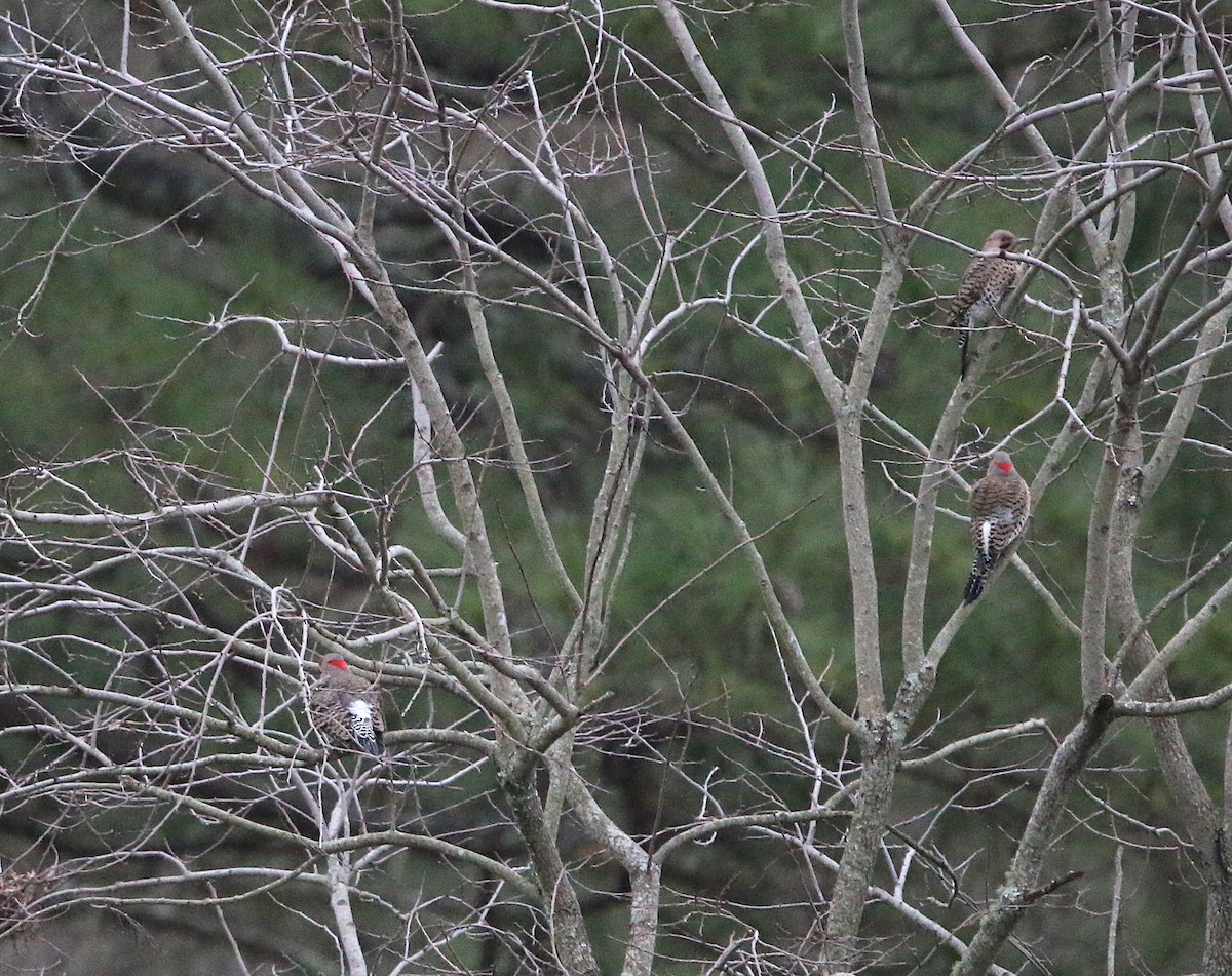 Northern Flicker - ML86011391