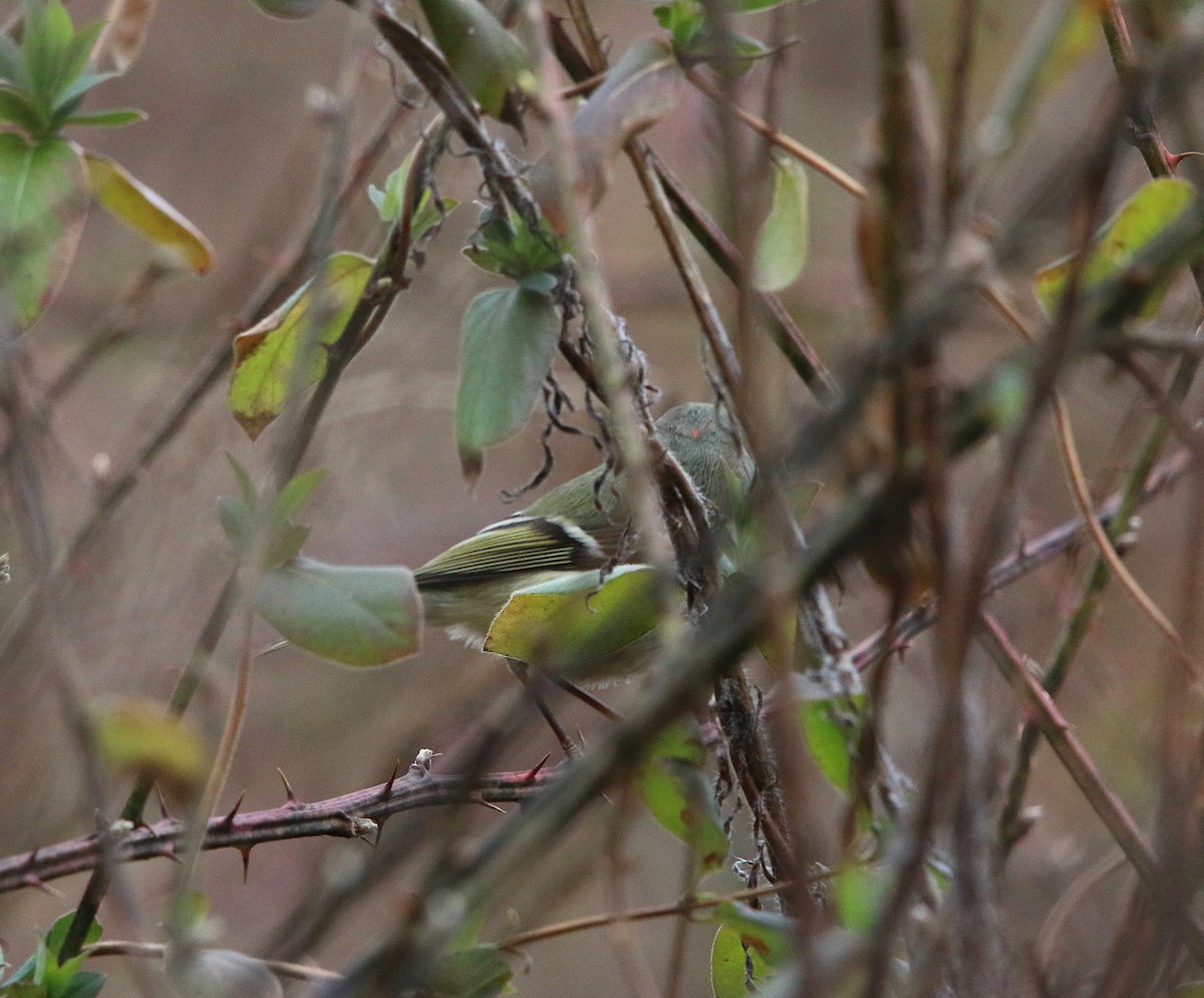 Ruby-crowned Kinglet - ML86011471