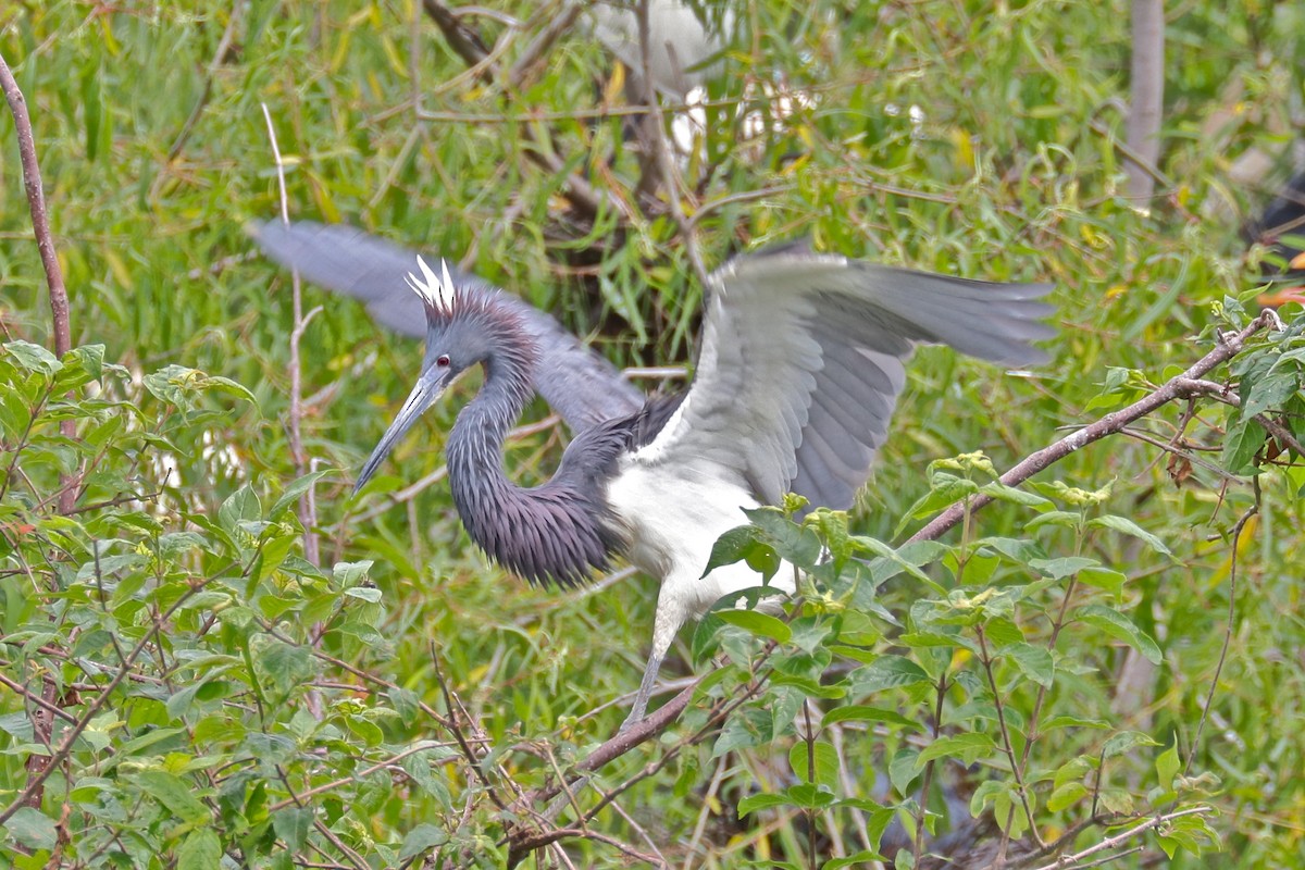 Tricolored Heron - ML86011881