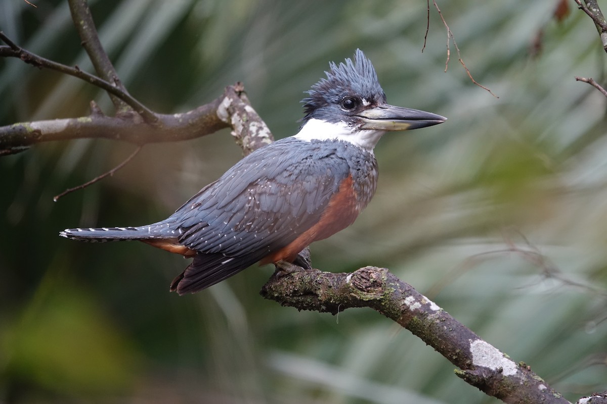 Ringed Kingfisher - Bert Wessling