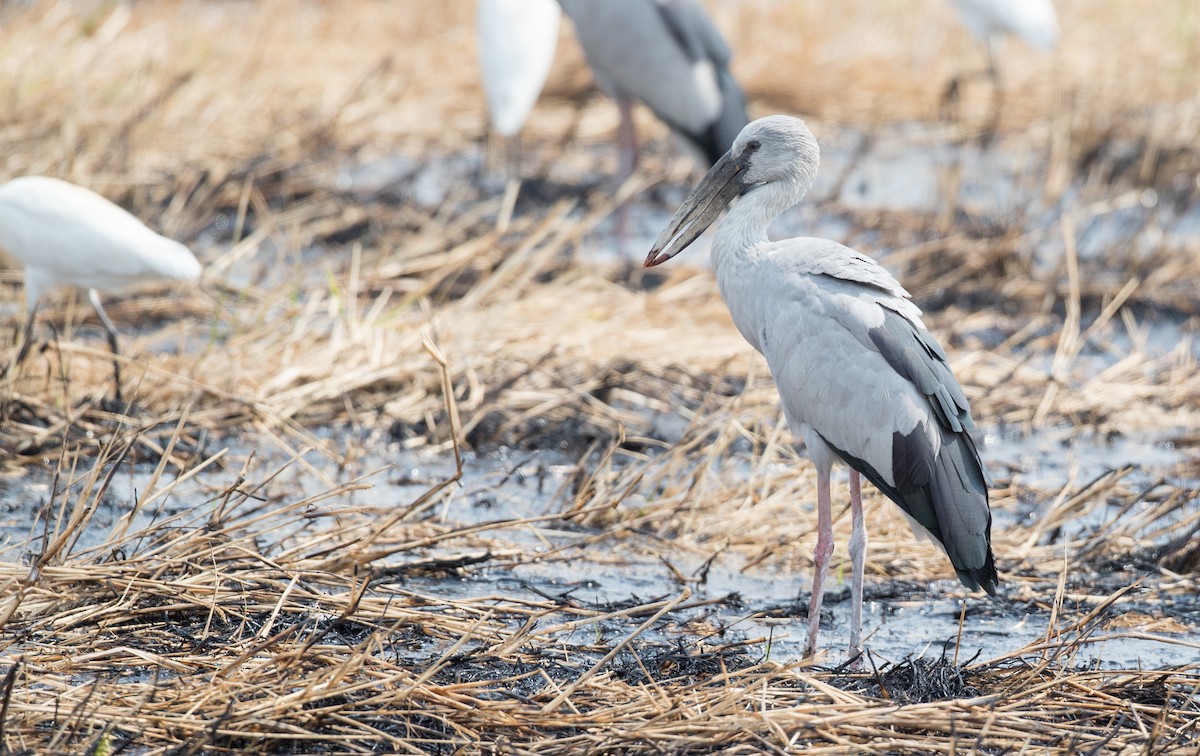 Asian Openbill - Ian Davies