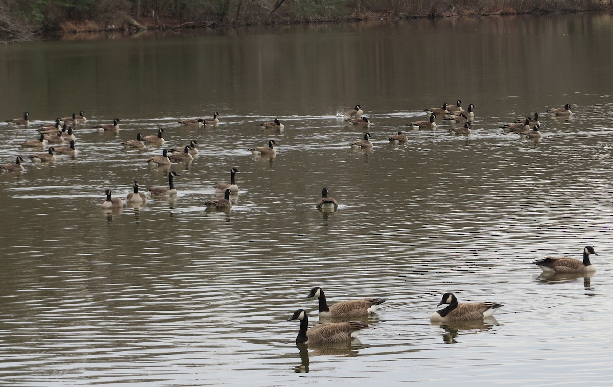 Kanadagans - ML86016931