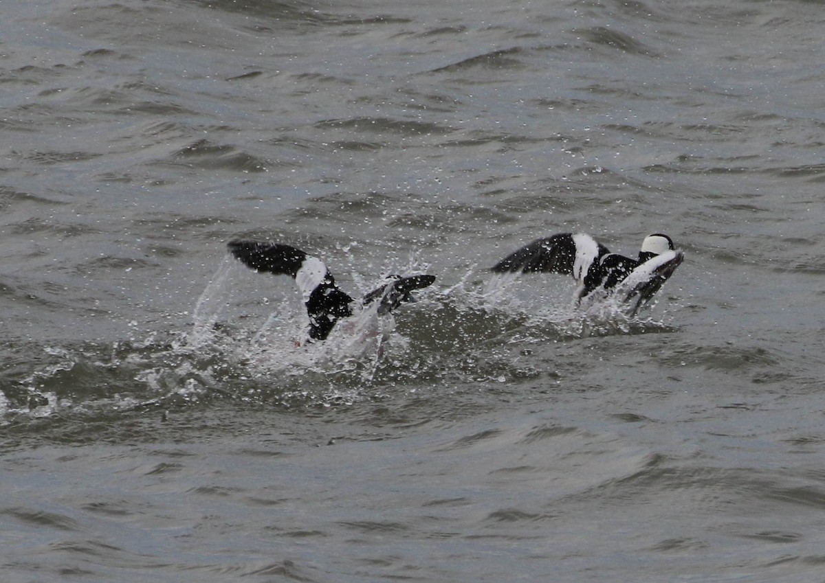 Bufflehead - Karen & Tom Beatty