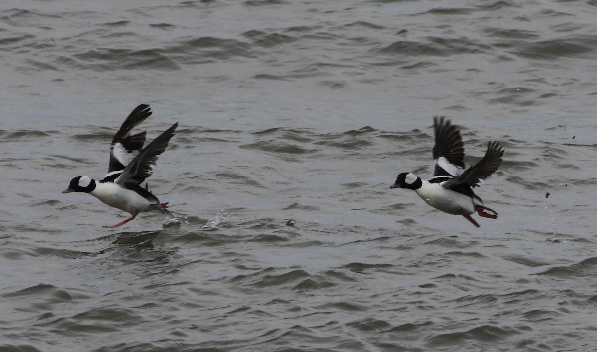 Bufflehead - Karen & Tom Beatty