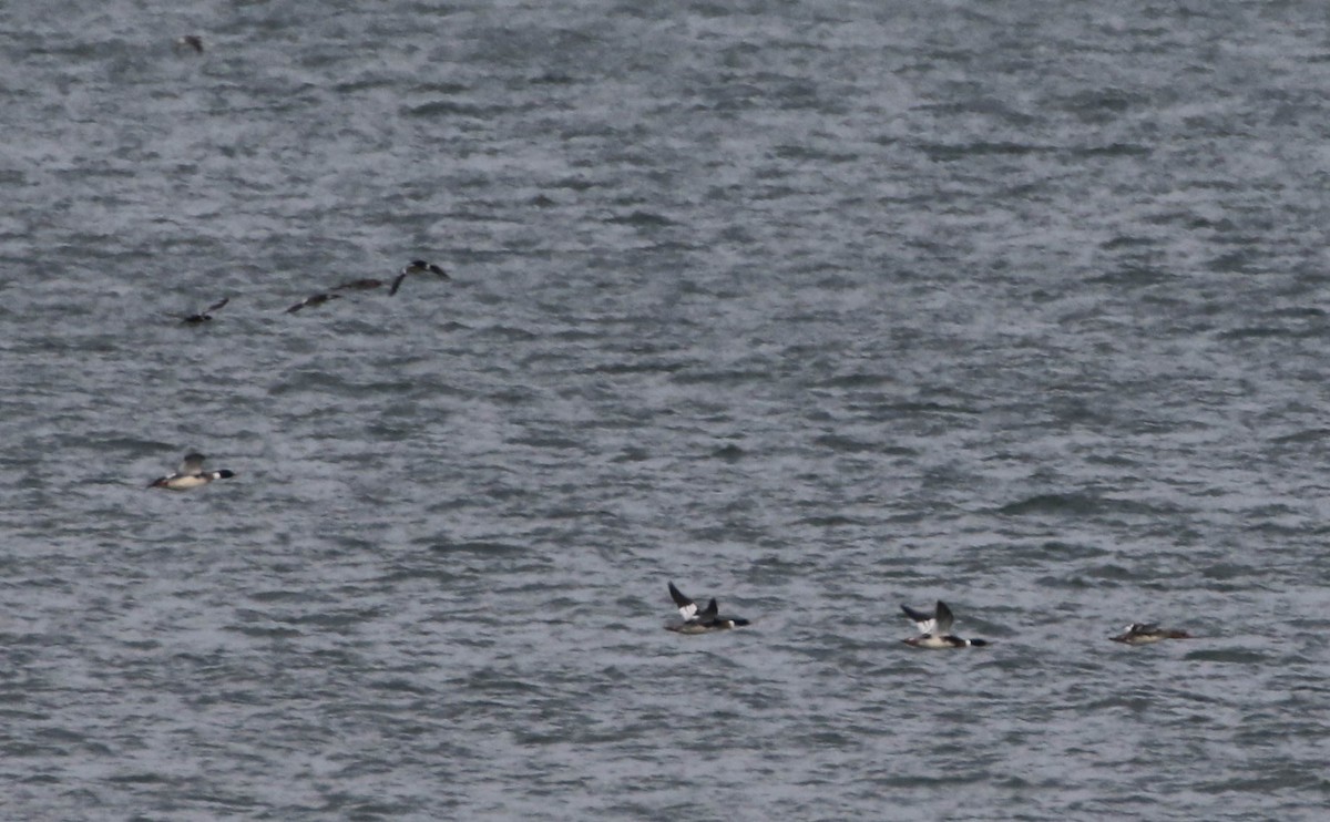 Red-breasted Merganser - ML86017091